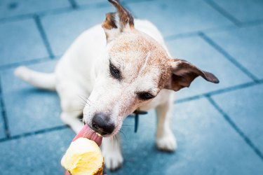 Culver's dog outlet ice cream