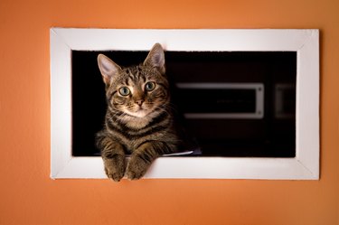 Cat leaning through the opening of an orange door.