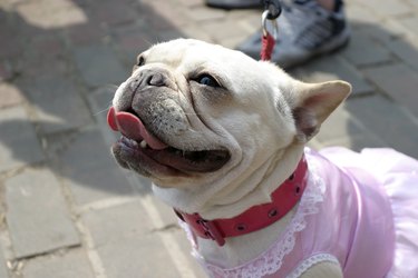 Happy bulldog in a pink tutu and a red collar.