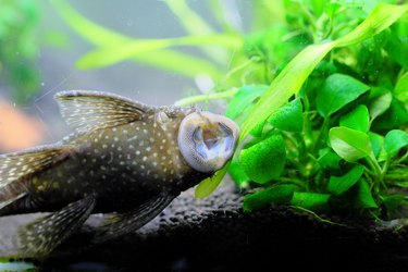 can you eat pleco fish