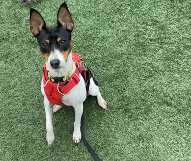 A Rat terrier dog is sitting on grass, wearing a red harness with a leash clipped to it.
