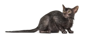 Lykoi cat, also called the Werewolf cat against white background