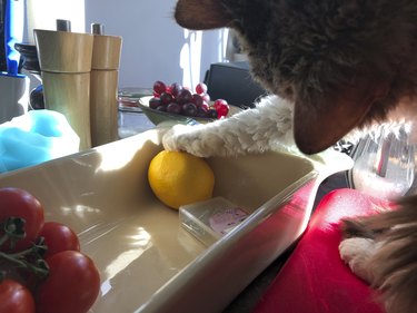 Selkirk Rex cat playing with a lemon in a fruit bowl
