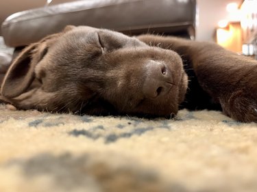 Labrador puppy exhausted