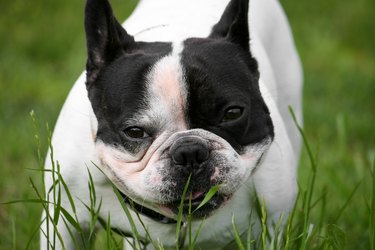 cute boston terrier eating grass