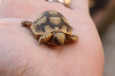 Small turtle in the palm of a hand