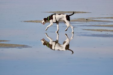 dog , reflection