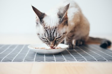 Recommended Canned Food for Diabetic Cats | Cuteness