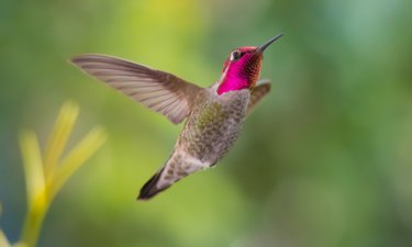 Ruby-throated hummingbird