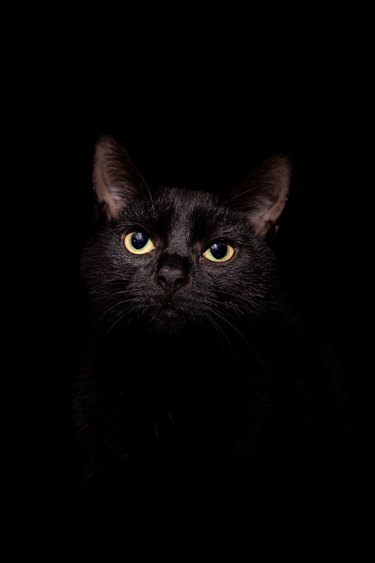 Portrait of a black kitten