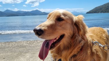 Golden retriever on the beach