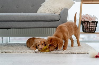 Couple of toller puppies at home