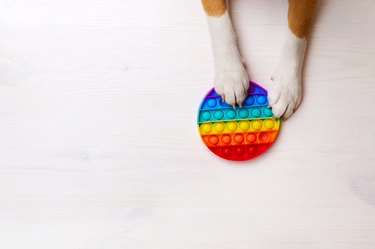 Pop it. Dog playing with trendy popular rainbow colorful anti stress toy.