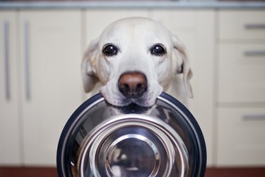 Can Dogs Eat Cream of Wheat? | Cuteness