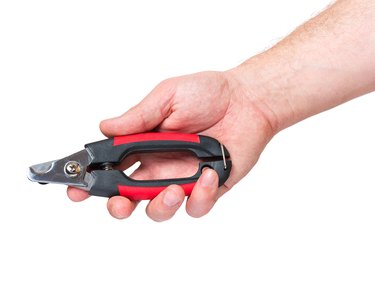Hand holding a pair of scissors for cat claws.