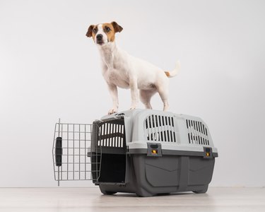 Jack Russell terrier stands on a travel crate.