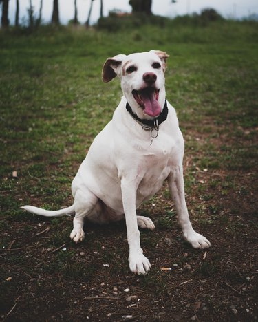 Happy dog