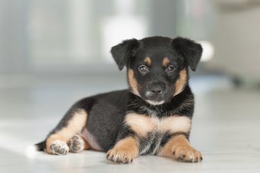 Rottweiler mix puppy