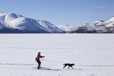 Woman skijoring, cross country skiing, with a sled dog, Fish Lake, Yukon Territory, Canada