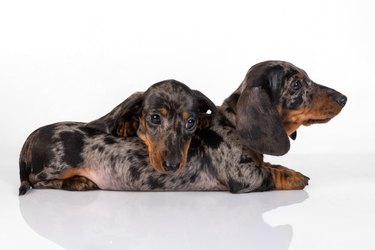 A pair of marble smooth-haired dachshund puppies got tired of the photo shoot and fell asleep on top of each other