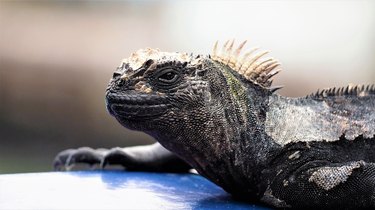 Iguana