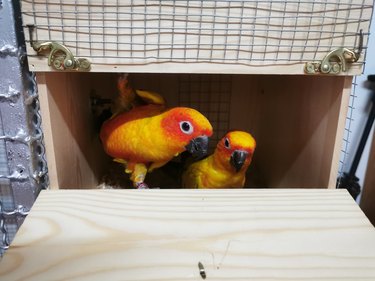 Sun conures in a nest box