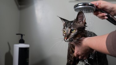 Woman washing a striped gray cat in the shower.