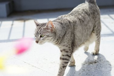 Egyptian mau walking on a rooftop.