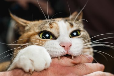 cat biting down on person's hand while playing