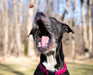 A Pit Bull Terrier mixed breed dog catching a treat