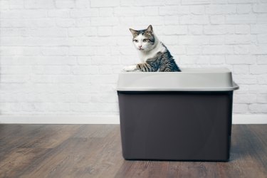 Cute tabby cat looking curious out of a gray top entry litter box.