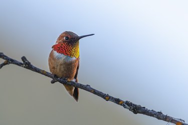 Close-up of rufous hummingbird perching on branch,Canada