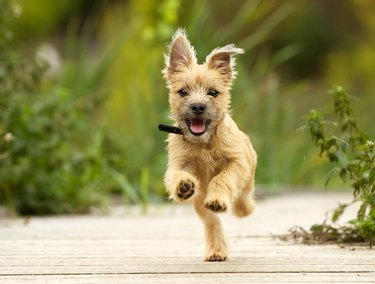 Cairn Terrier Puppy