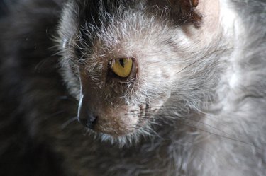 Lykoi Cat Portrait