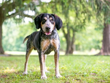 A Bluetick Coonhound dog standing outdoors