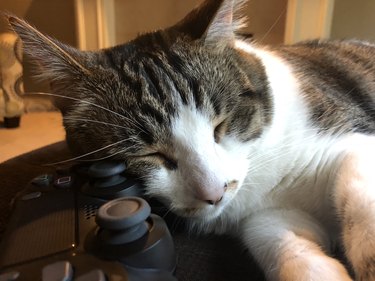 Cat Sleeping on Video Game Controller