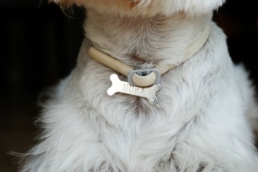 Midsection Of Dog Wearing Bone Collar