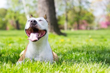 Pit Bull Pregnancy Information | Cuteness