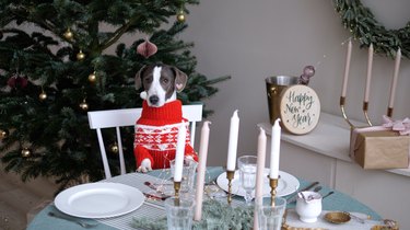 Small pedigree dog in merry sweater at family dinner table with candles and Xmas decorations. New Year & Christmas eve in home setting