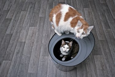 Funny tabby cat sitting in a top entry litter box beside a longhair cat and looking curious up to the camera.