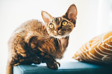 Brown Devon rex cat with golden eyes sitting on the arm of a sofa.