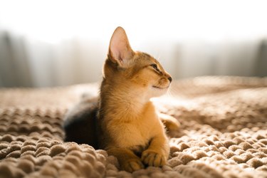 Small kitten cat of the Abyssinian breed lies, sleeps sweetly on soft blanket on bed. Funny fur fluffy kitty at home. Cute pretty brown red pet pussycat with big ears