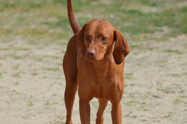 Beautiful Red Coon Hound Dog