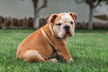 The Differences Between English & British Bulldogs | Cuteness