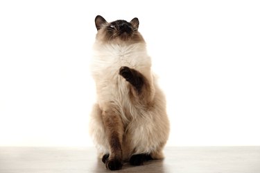 Balinese cat sitting on white background and looking up.