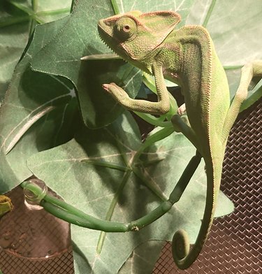 Green chameleon blending in with a leaf