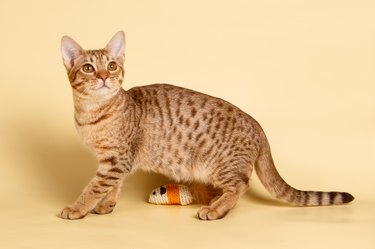 Ocicat spotted cat on colored backgrounds