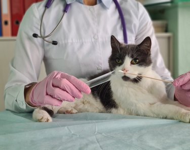 Doctor takes swab from cat mouth for analysis