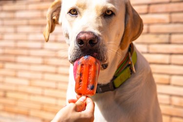 A yellow Labrador dog is sitting in front of a brick wall, licking a popsicle a person is holding out.