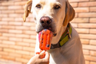 Can Dogs Eat Popsicles? How To Make Dog Safe Popsicles? - Golden Woofs